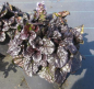 Preview: Ajuga reptans Black Scallop 2